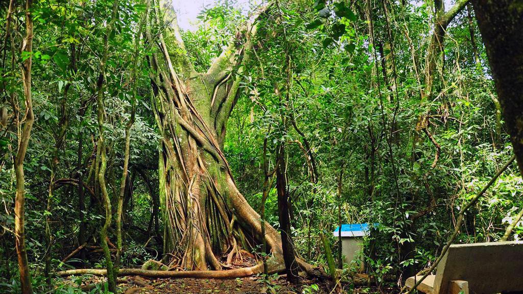 פוארטו איגואסו Posada Del Chaman Iguazu מראה חיצוני תמונה