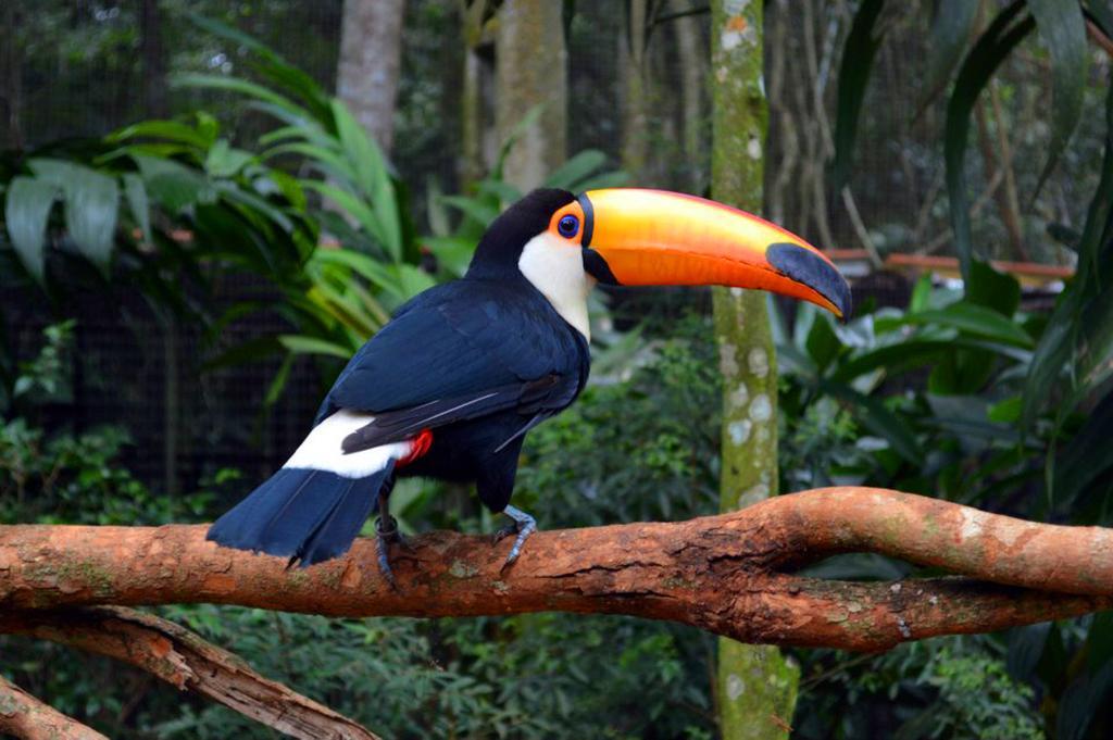 פוארטו איגואסו Posada Del Chaman Iguazu מראה חיצוני תמונה